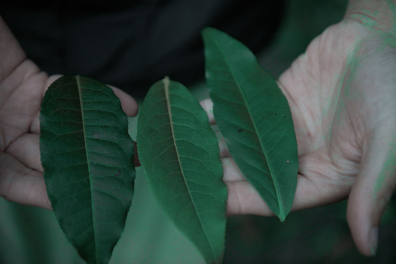 Study of Camellia formosensis, a camellia species endemic to Taiwan, view 5