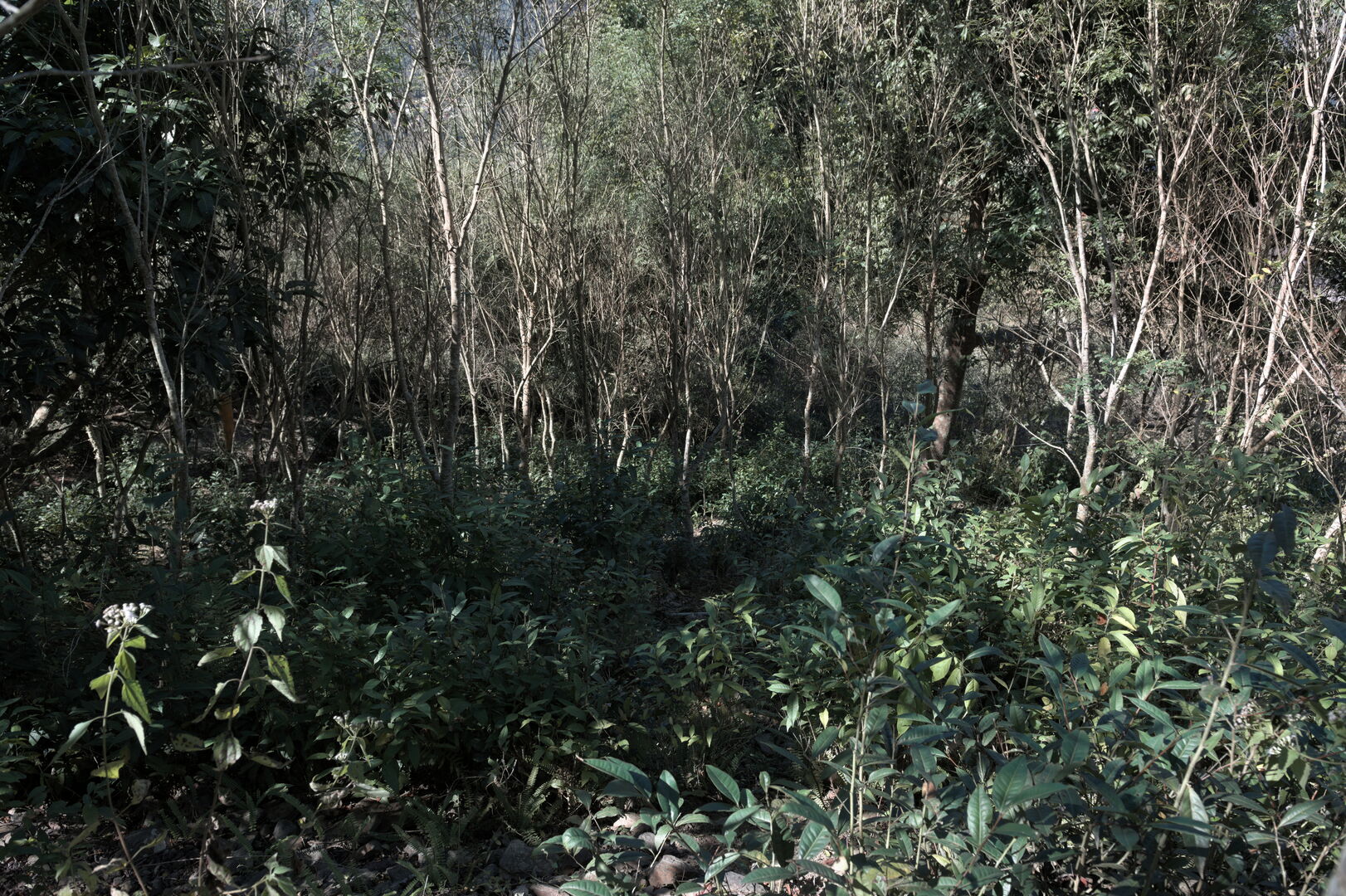 Study of Camellia formosensis, a camellia species endemic to Taiwan, view 6