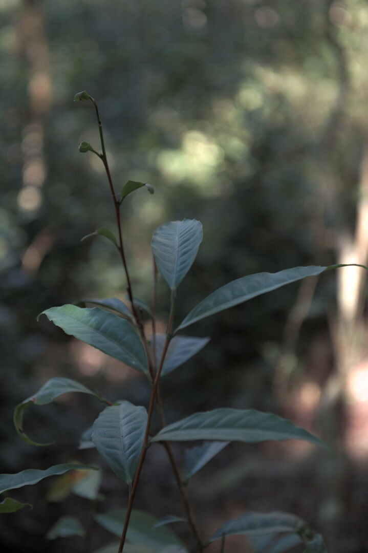 Study of Camellia formosensis, a camellia species endemic to Taiwan, view 7