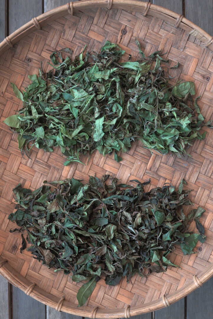 Study of canopy shade in miang tea culture in Thailand, view 2