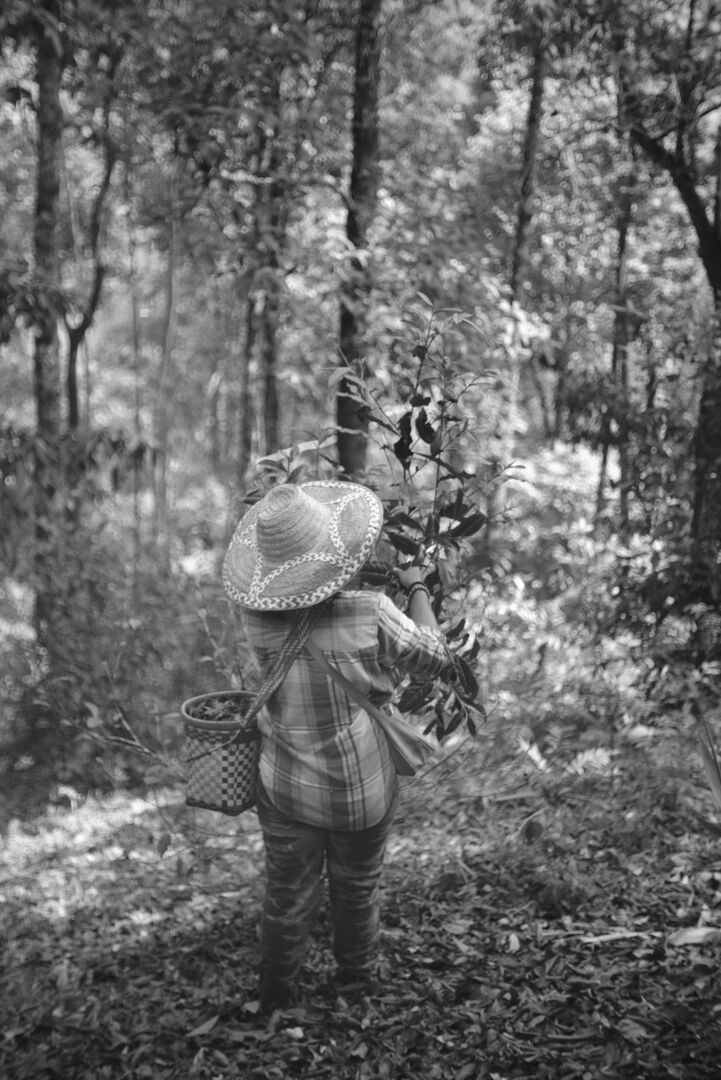 Study of canopy shade in miang tea culture in Thailand, view 3