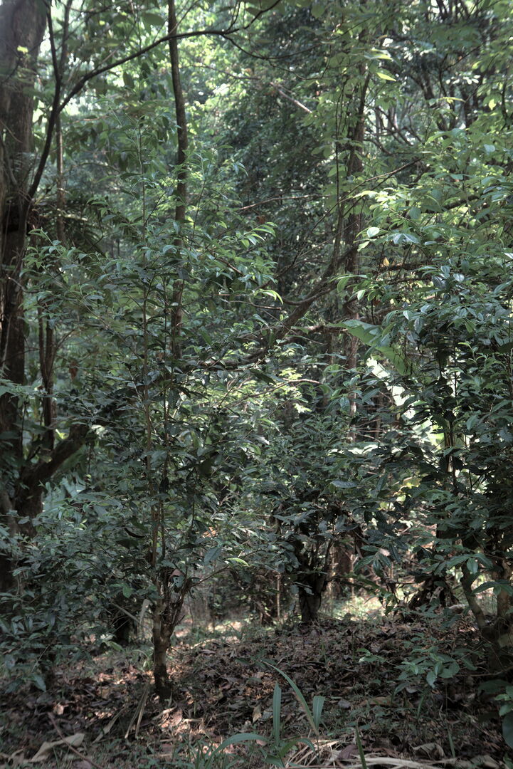 Study of canopy shade in miang tea culture in Thailand, view 4