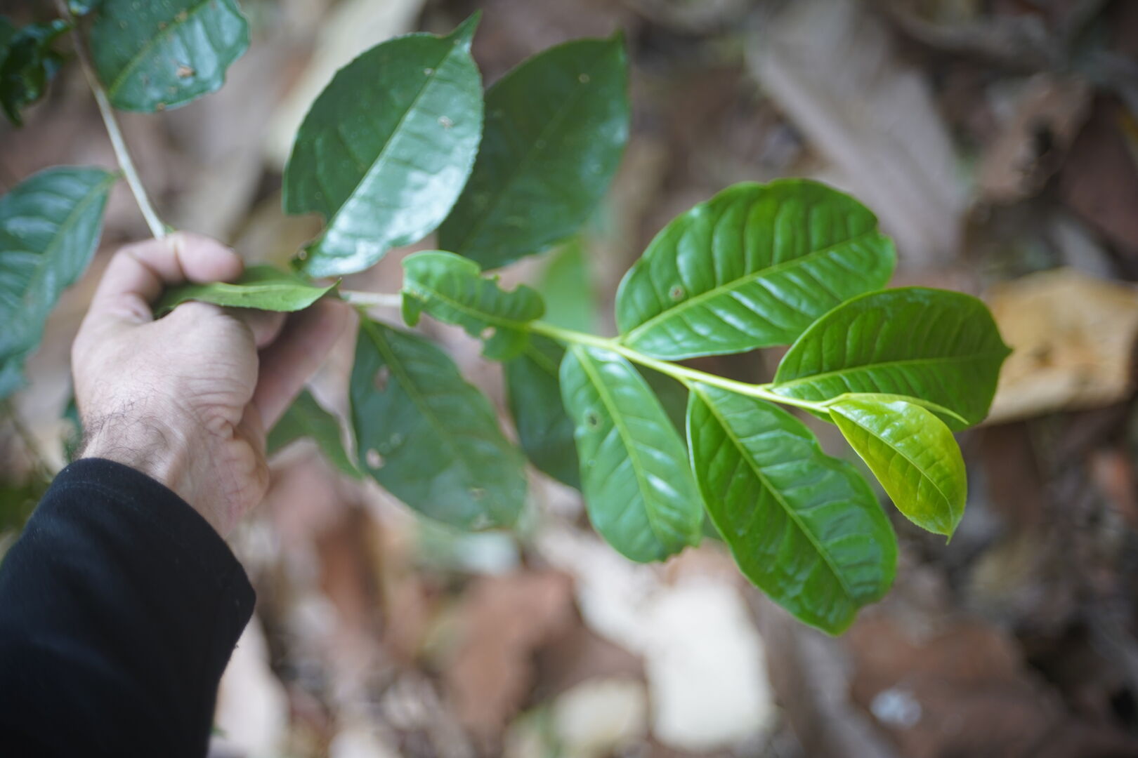 Study of canopy shade in miang tea culture in Thailand, view 5