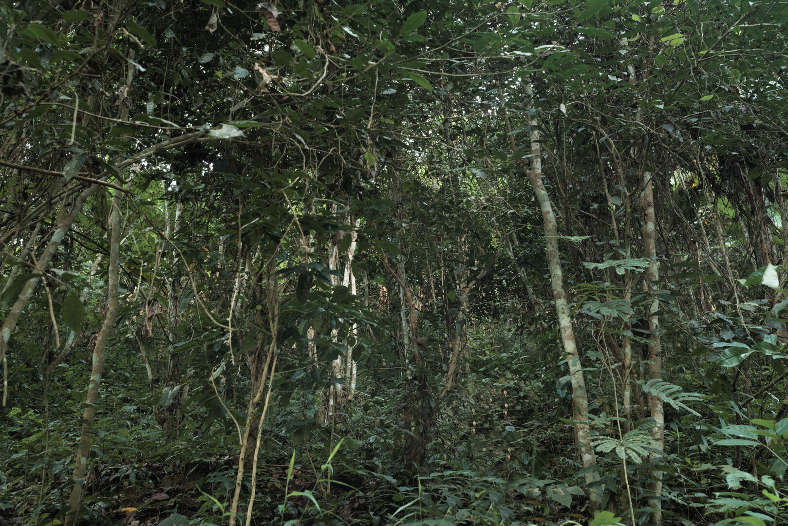 Research on miang tea culture and sustainable use of the forest in Thailand, view 1