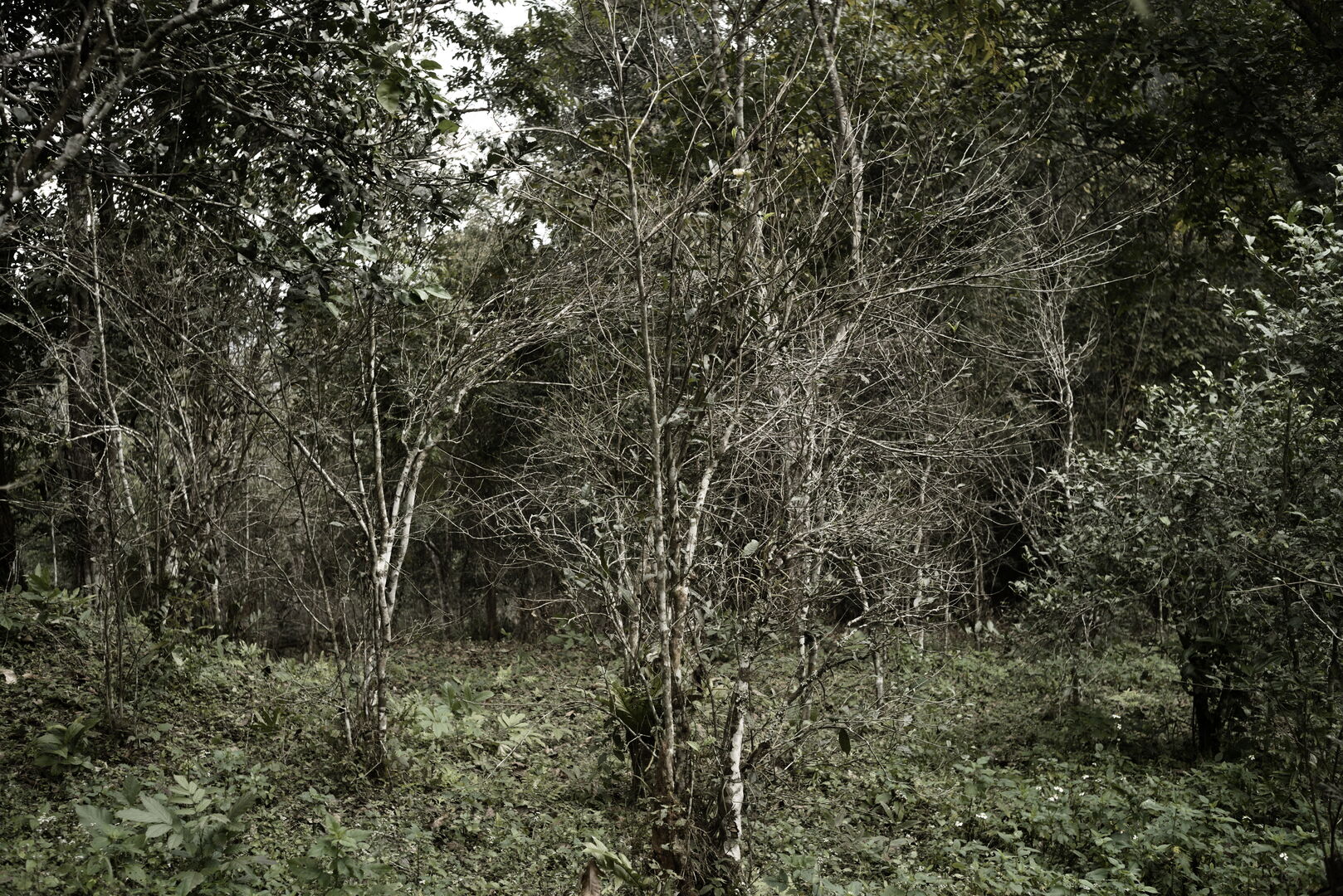 Research on miang tea culture and sustainable use of the forest in Thailand, view 3