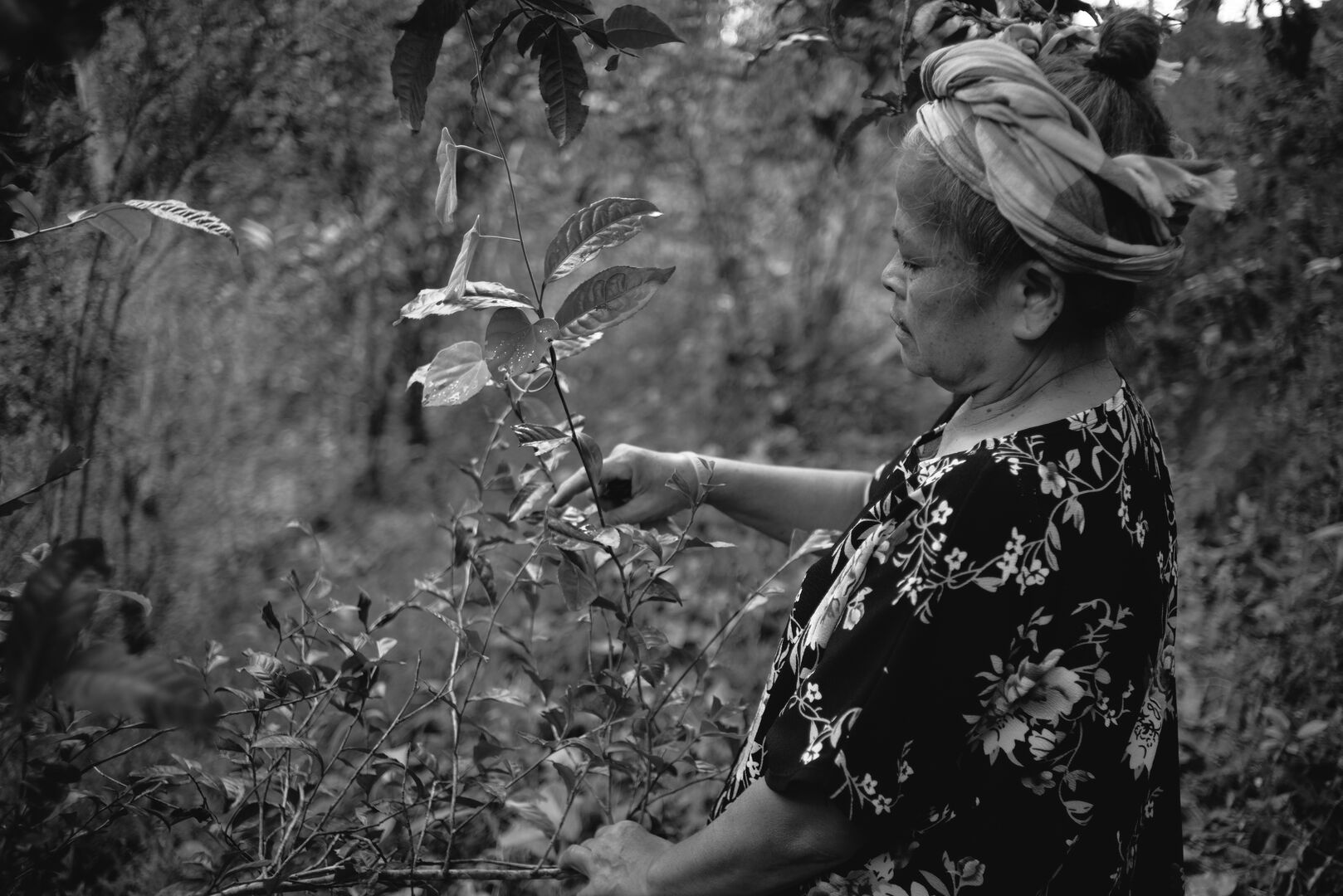 Research on miang tea culture and sustainable use of the forest in Thailand, view 5