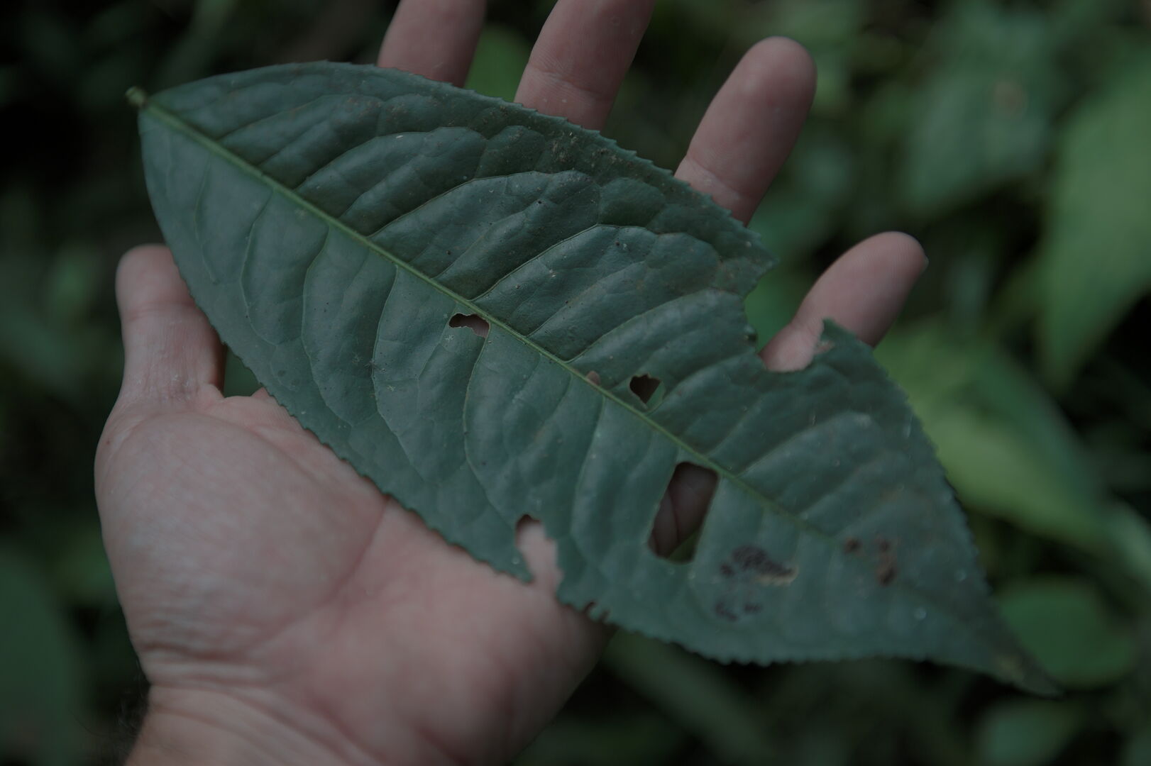 Research on miang tea culture and sustainable use of the forest in Thailand, view 6