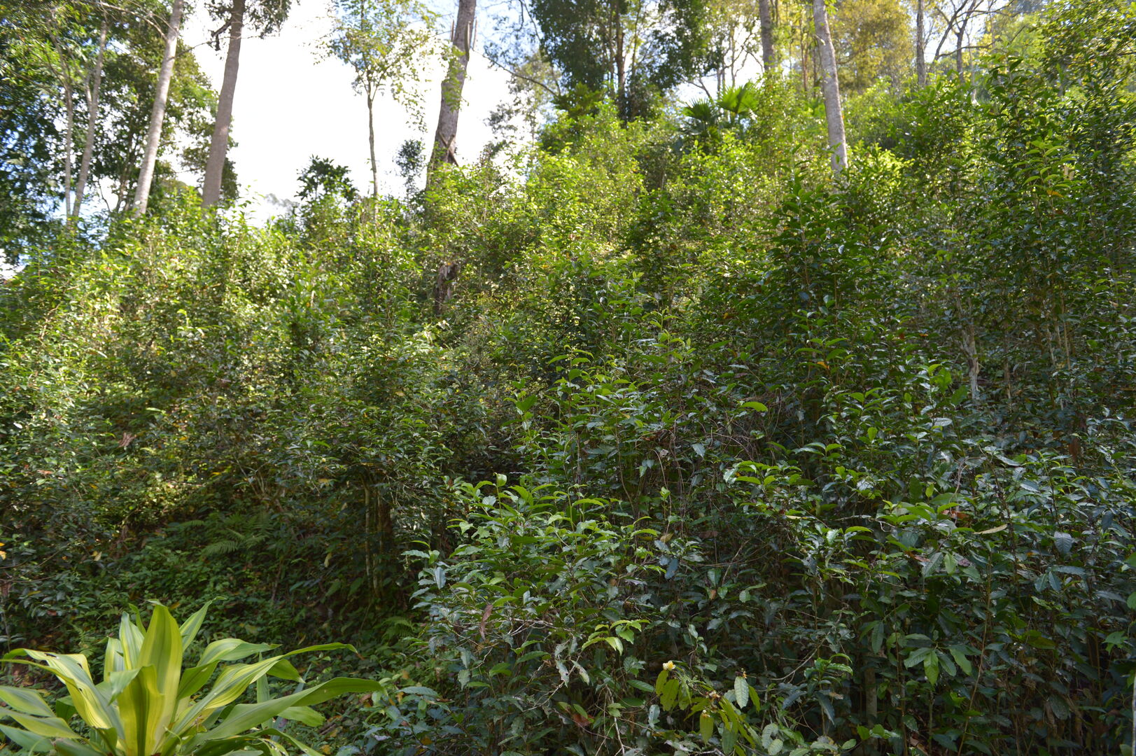 Research on miang tea culture and sustainable use of the forest in Thailand, view 7