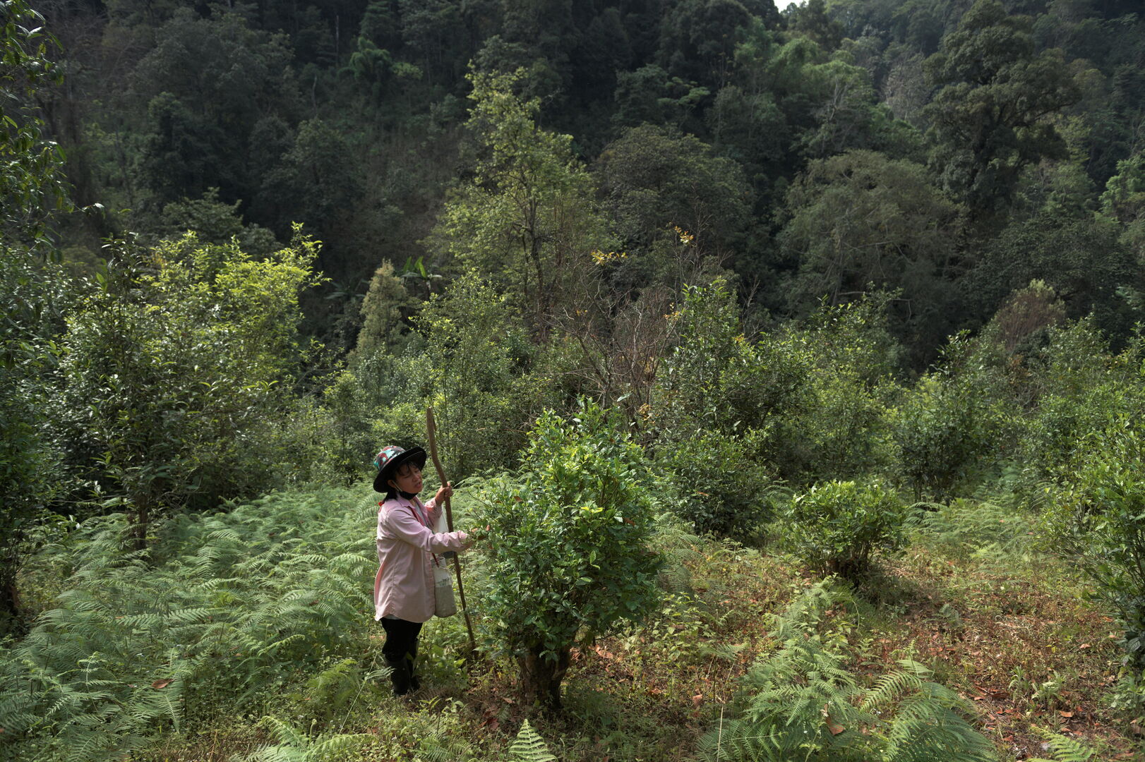 Research on miang tea culture and sustainable use of the forest in Thailand, view 8