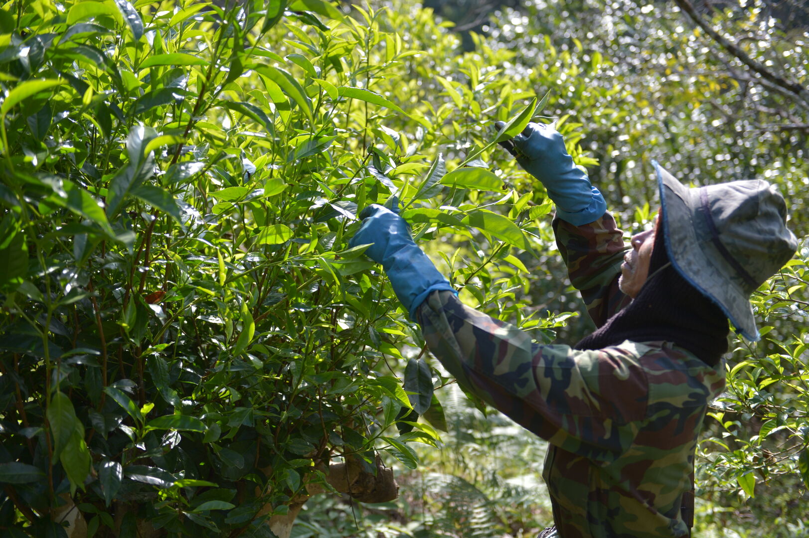 Research on miang tea culture and sustainable use of the forest in Thailand, view 9