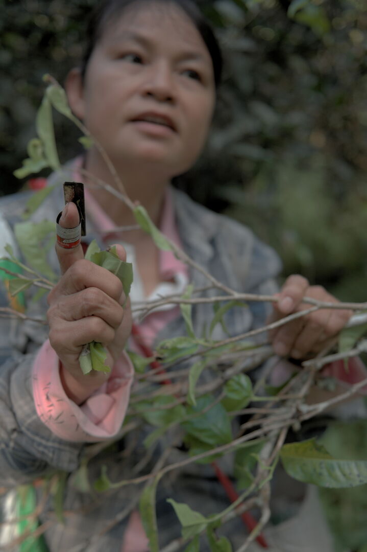 Research on miang tea culture and sustainable use of the forest in Thailand, view 11