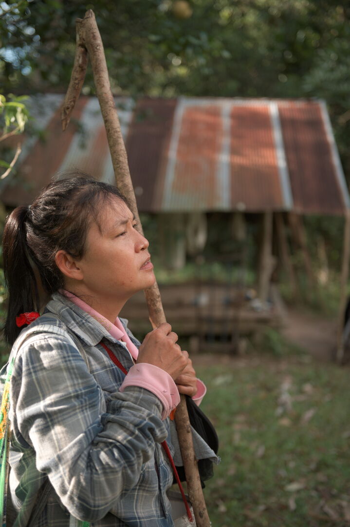 Research on miang tea culture and sustainable use of the forest in Thailand, view 12