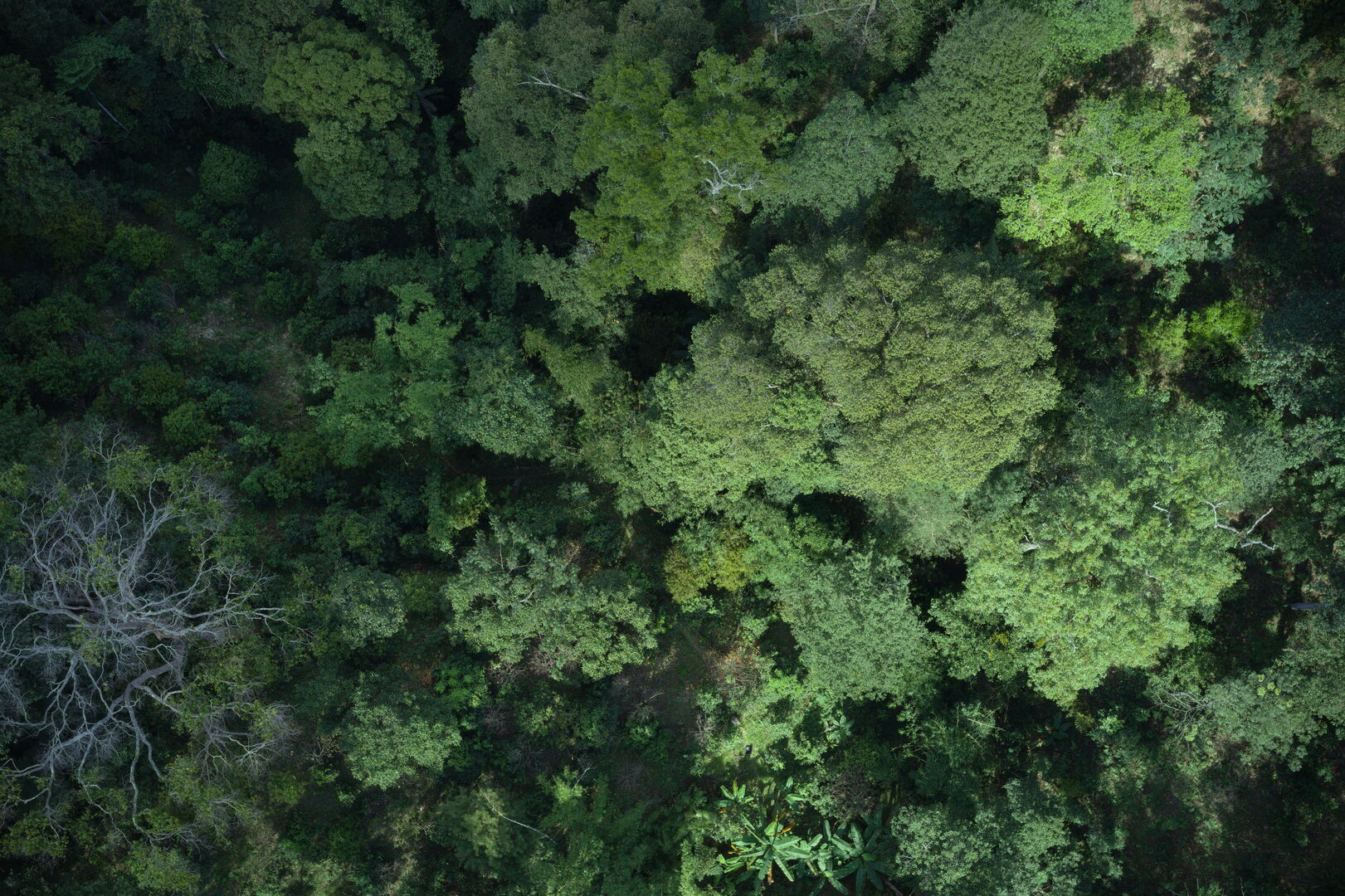 Research on miang tea culture and sustainable use of the forest in Thailand, view 14