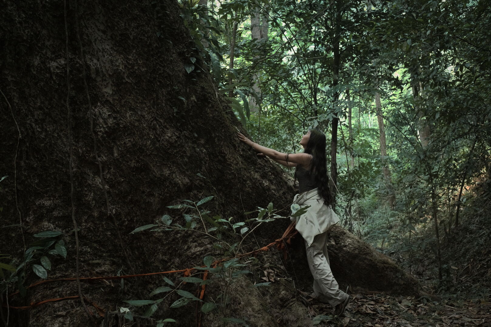 Research on miang tea culture and sustainable use of the forest in Thailand, view 18