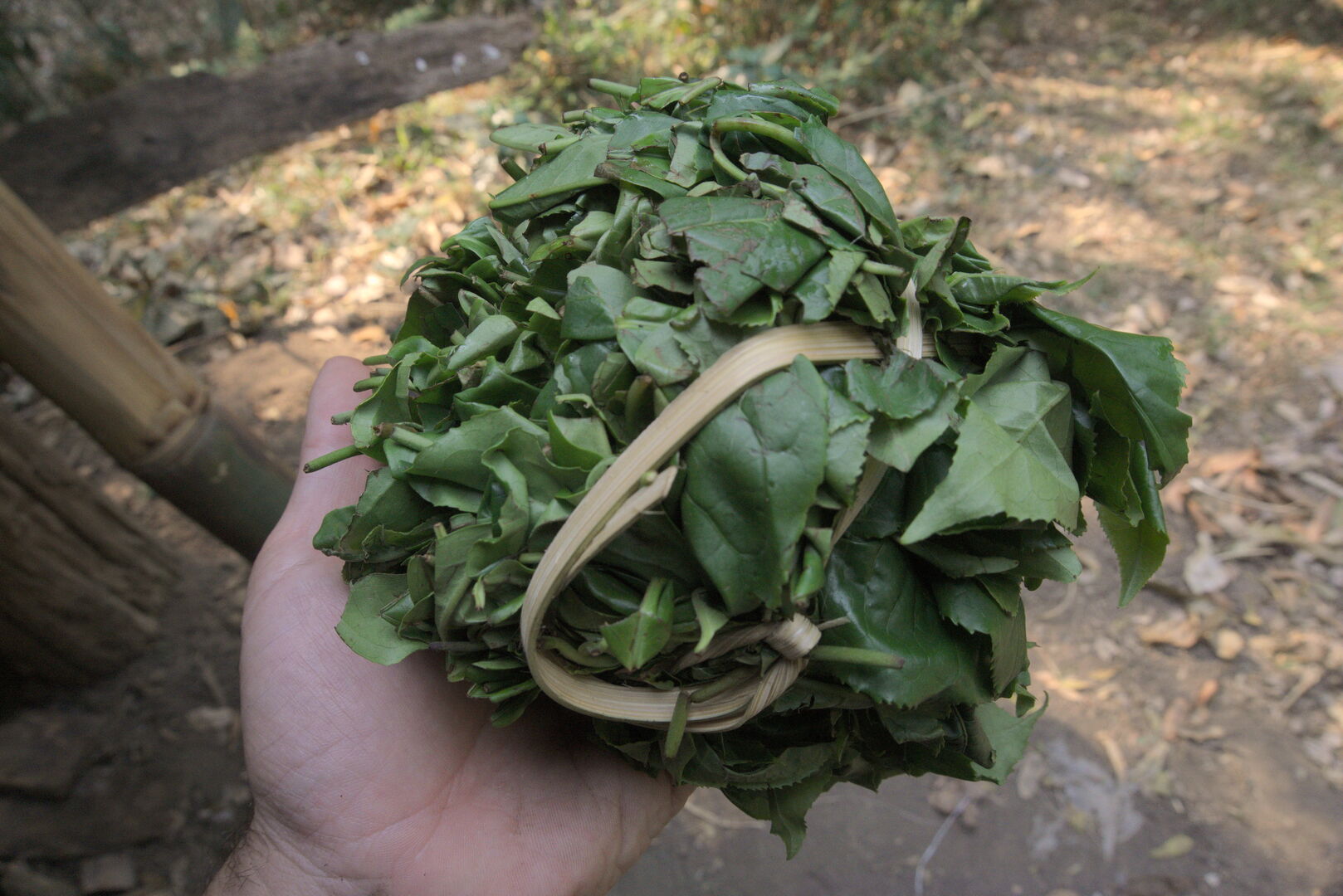 Research on miang tea culture and sustainable use of the forest in Thailand, view 19