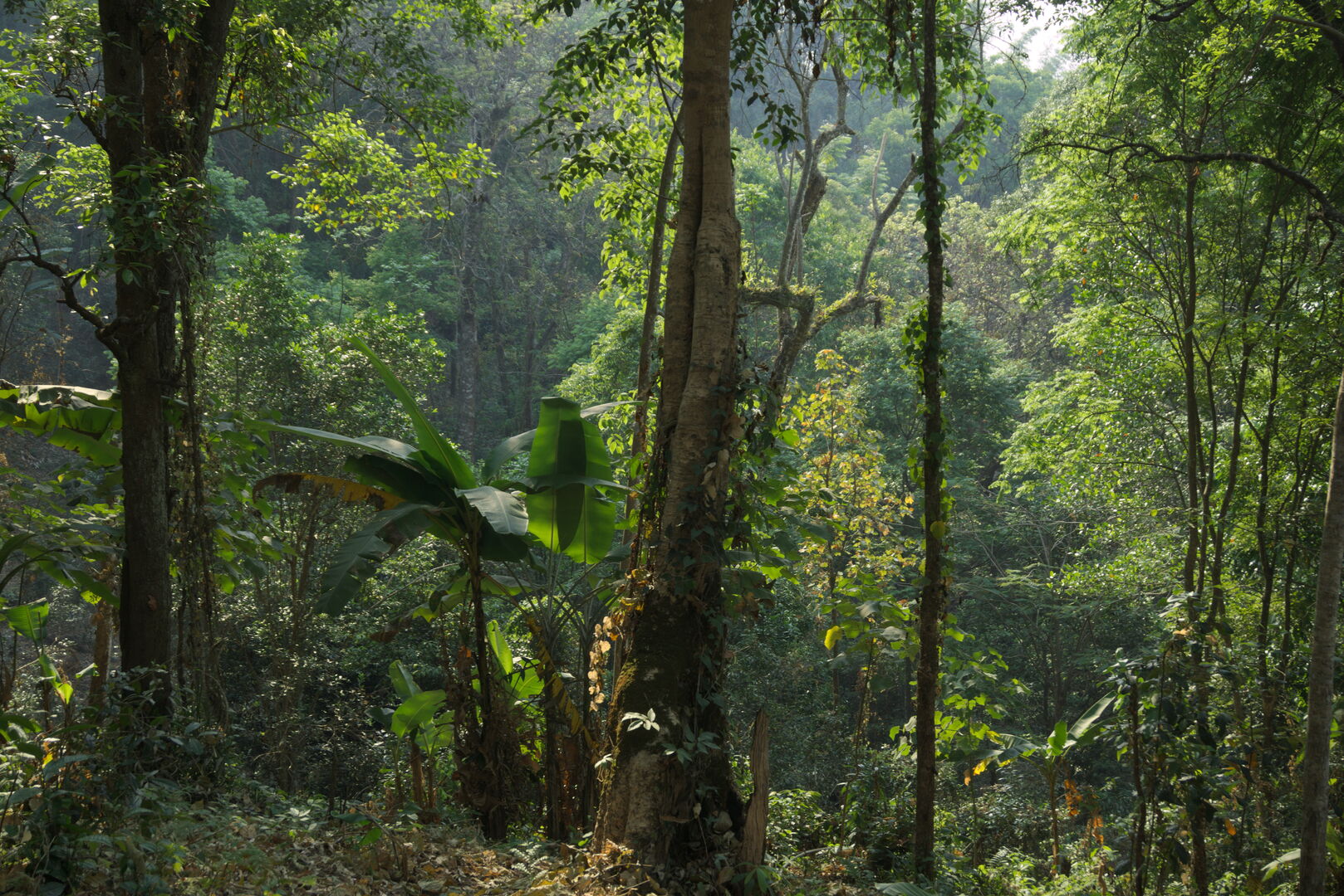 Research on miang tea culture and sustainable use of the forest in Thailand, view 20