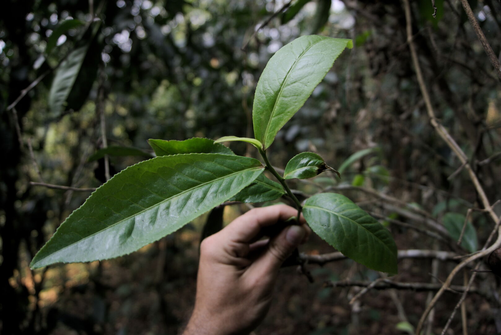 Research on miang tea culture and sustainable use of the forest in Thailand, view 21