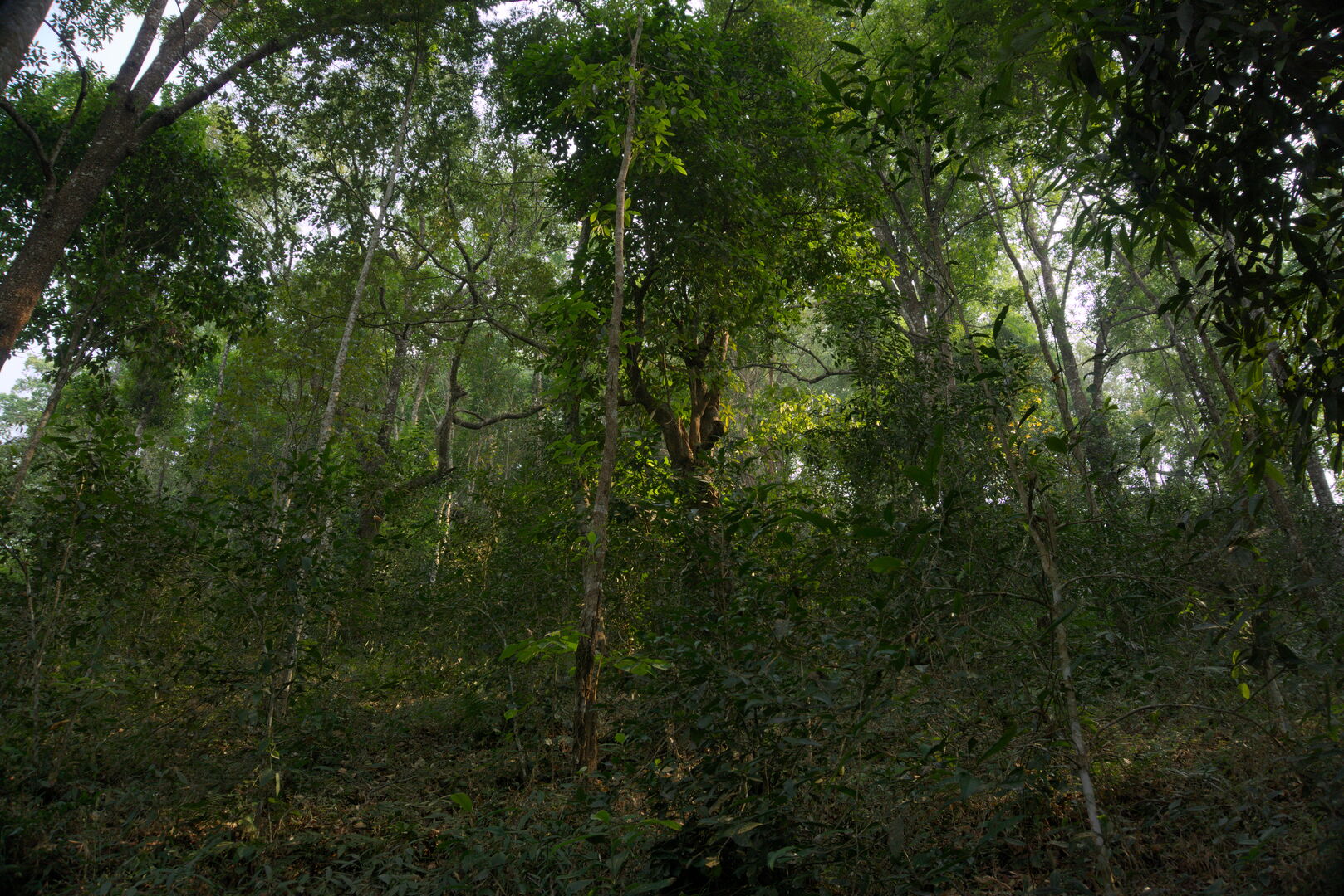Research on miang tea culture and sustainable use of the forest in Thailand, view 22