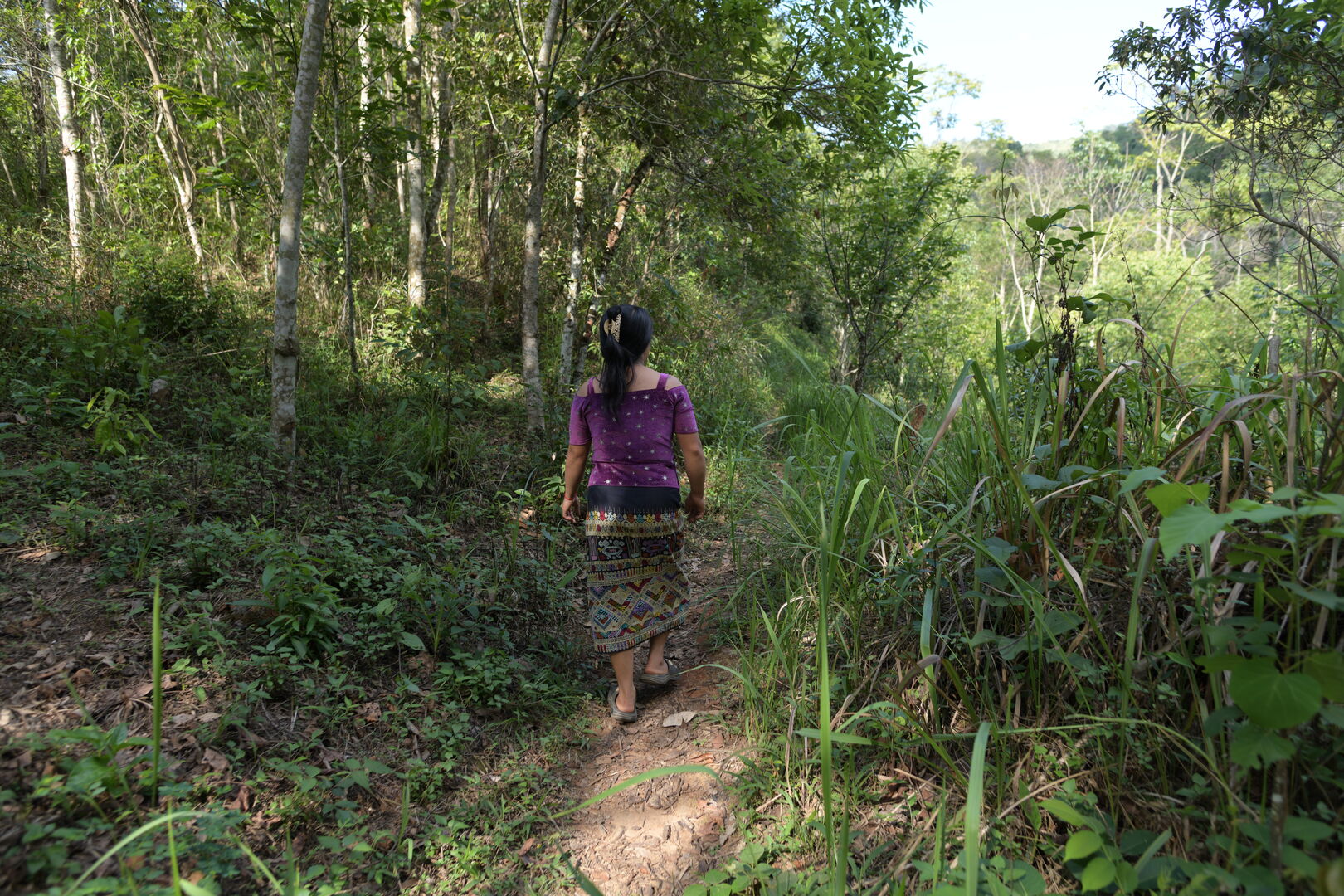 Research and mapping of tea terroirs in northern Laos, view 1