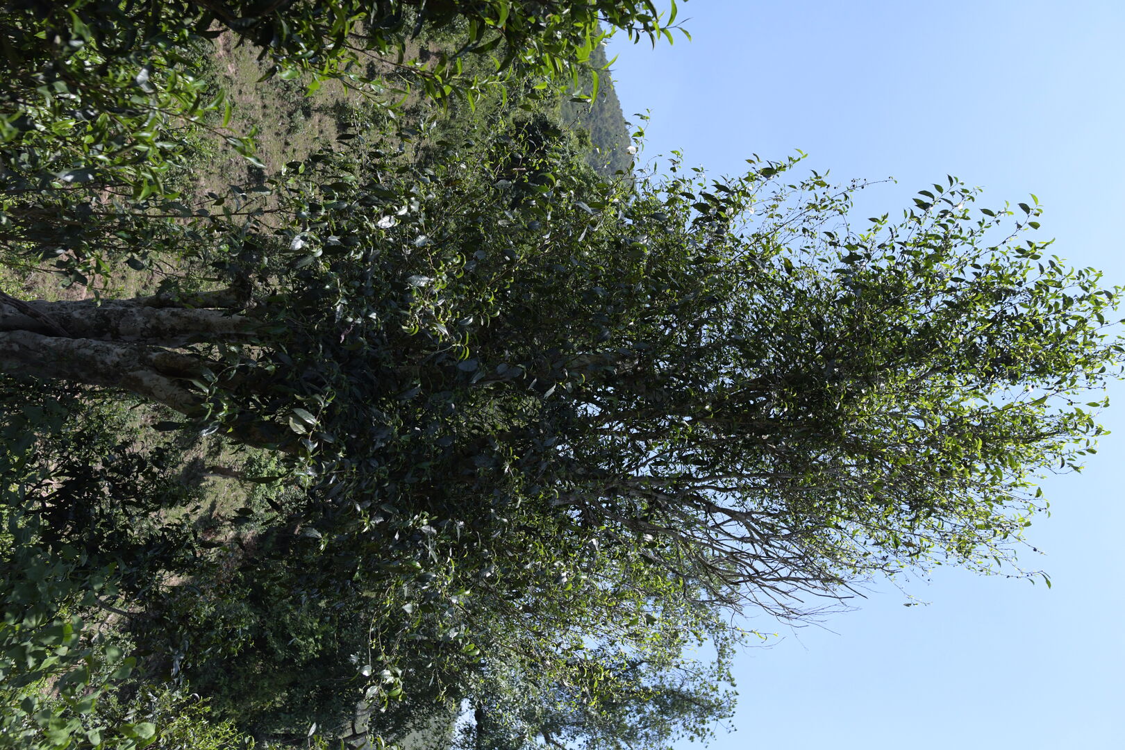 Research and mapping of tea terroirs in northern Laos, view 3