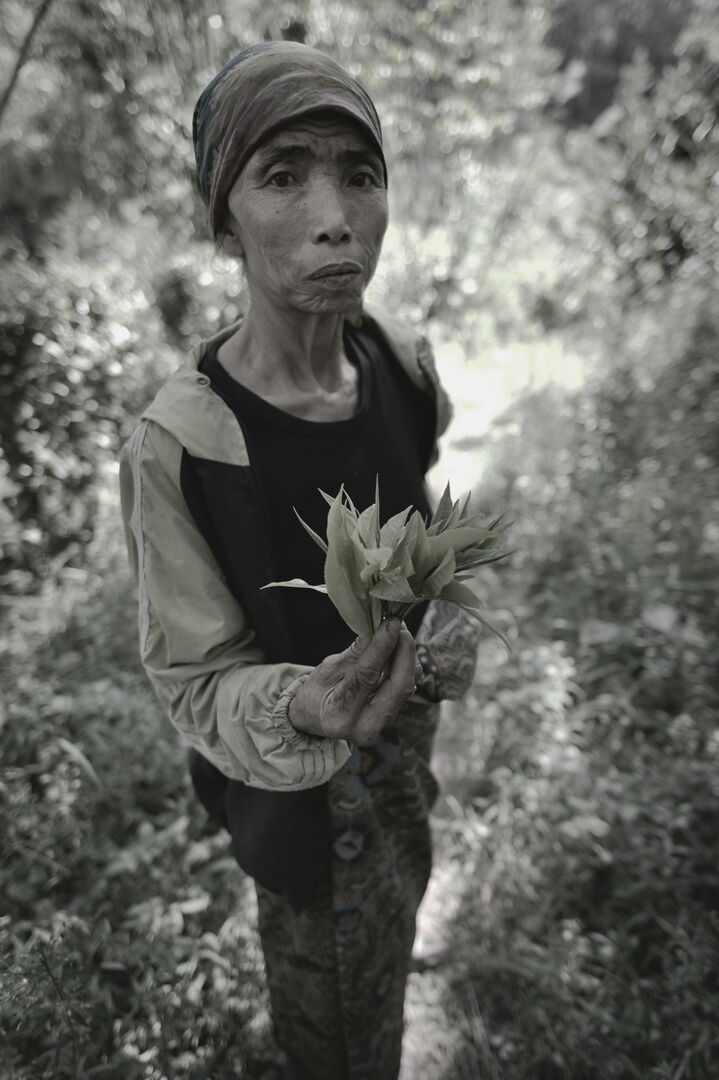 Research and mapping of tea terroirs in northern Laos, view 5