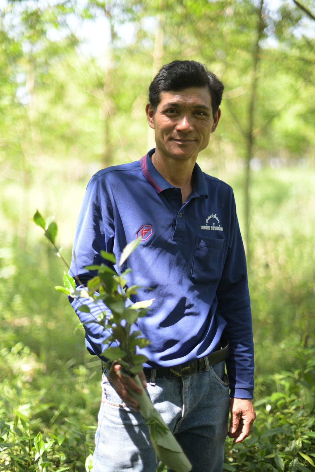 Research and mapping of tea terroirs in northern Laos, view 6