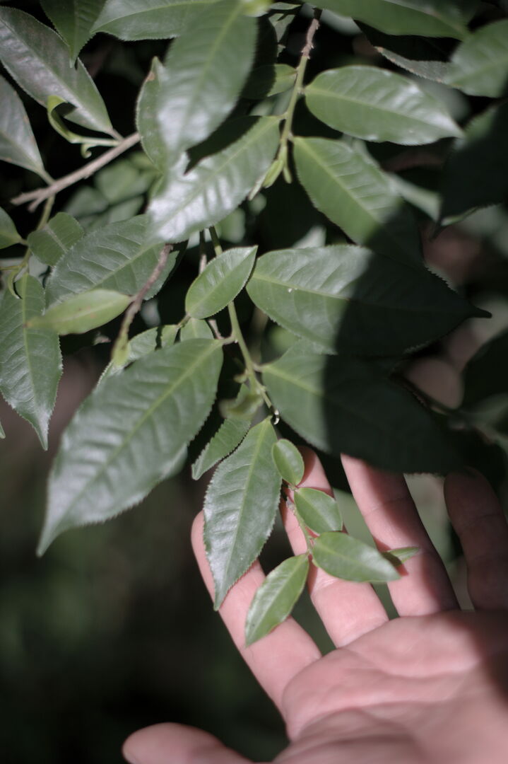 Research and mapping of tea terroirs in northern Laos, view 7