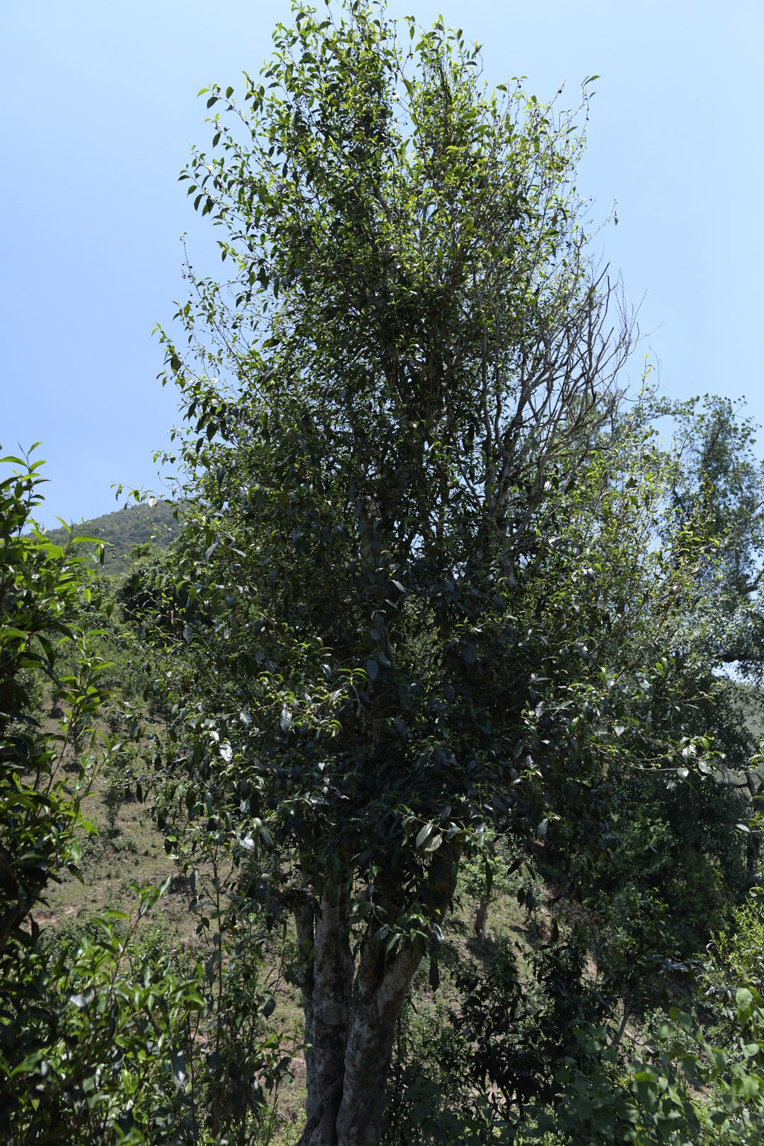 Research and mapping of tea terroirs in northern Laos, view 9