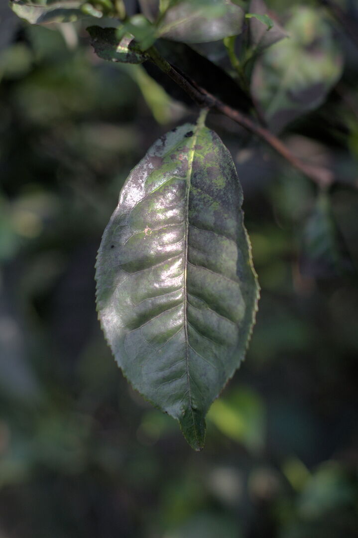 Research and mapping of tea terroirs in northern Laos, view 10