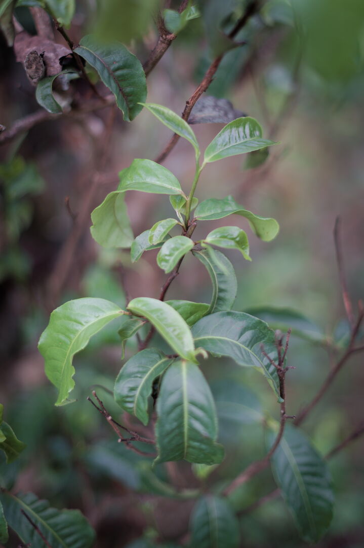 Research and mapping of tea terroirs in northern Laos, view 11