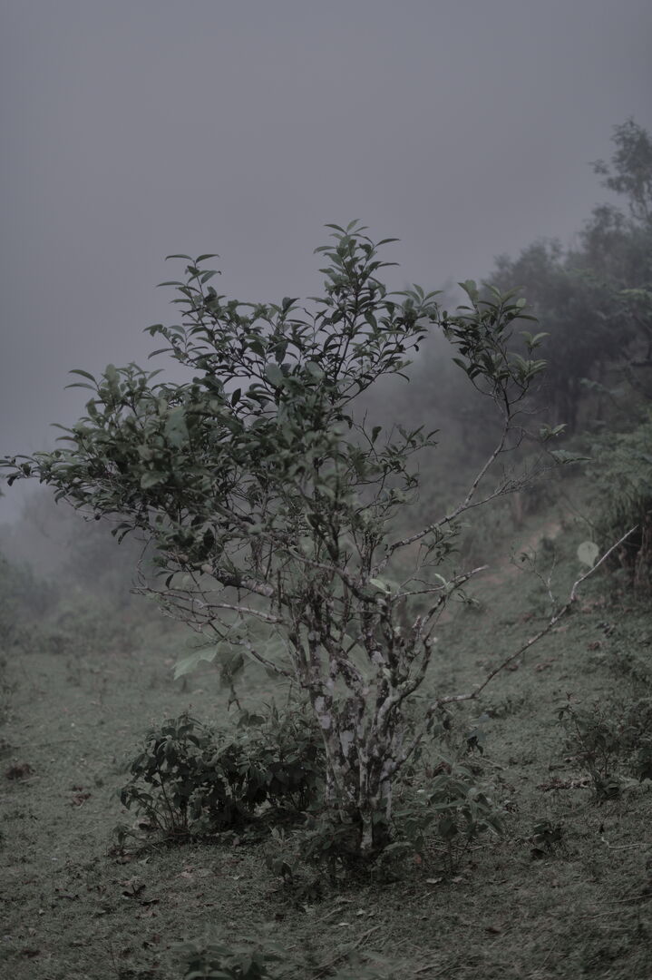 Research and mapping of tea terroirs in northern Laos, view 13