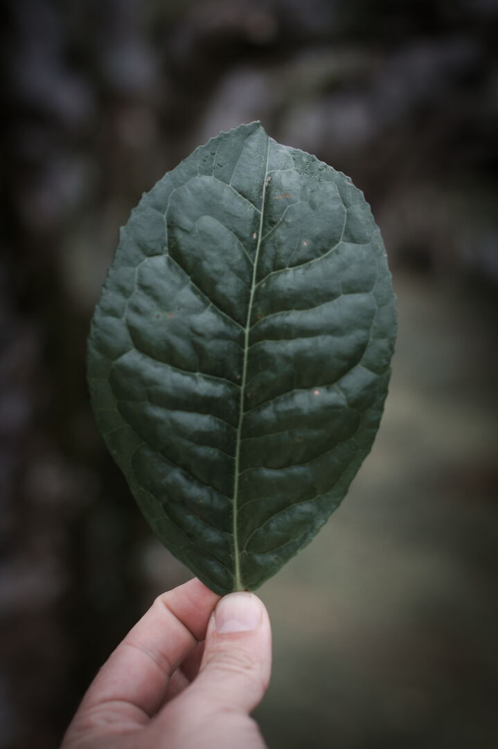 Research and mapping of tea terroirs in northern Laos, view 14