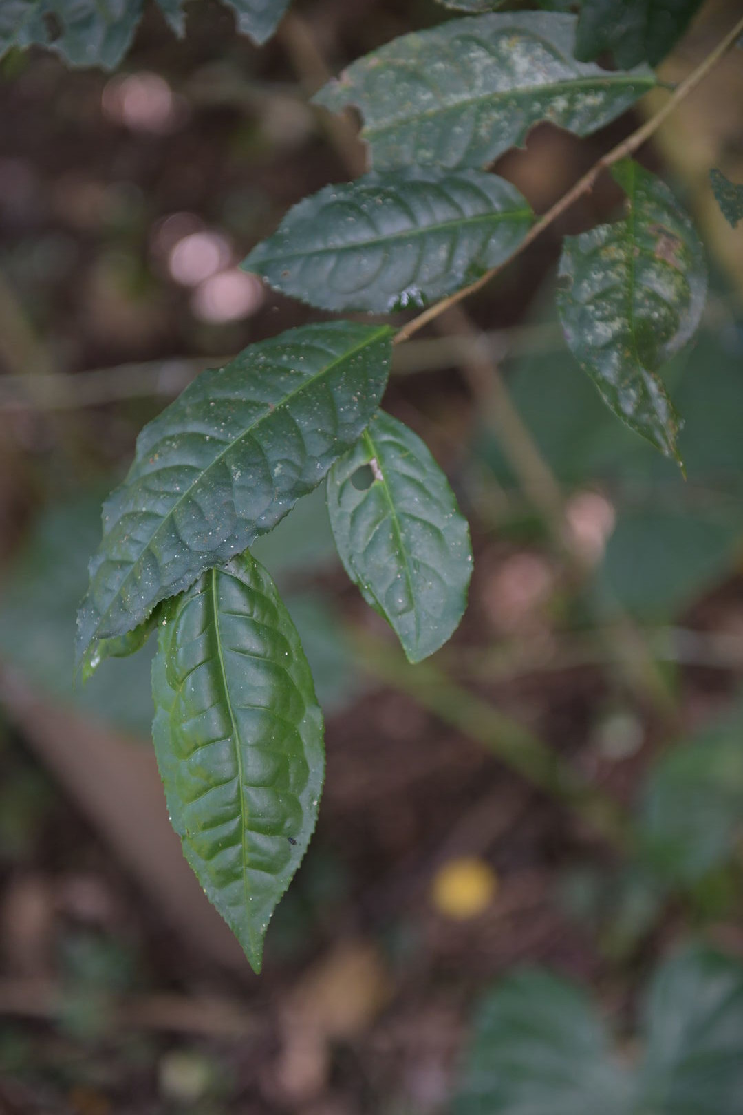 Research and mapping of tea terroirs in northern Thailand, view 3