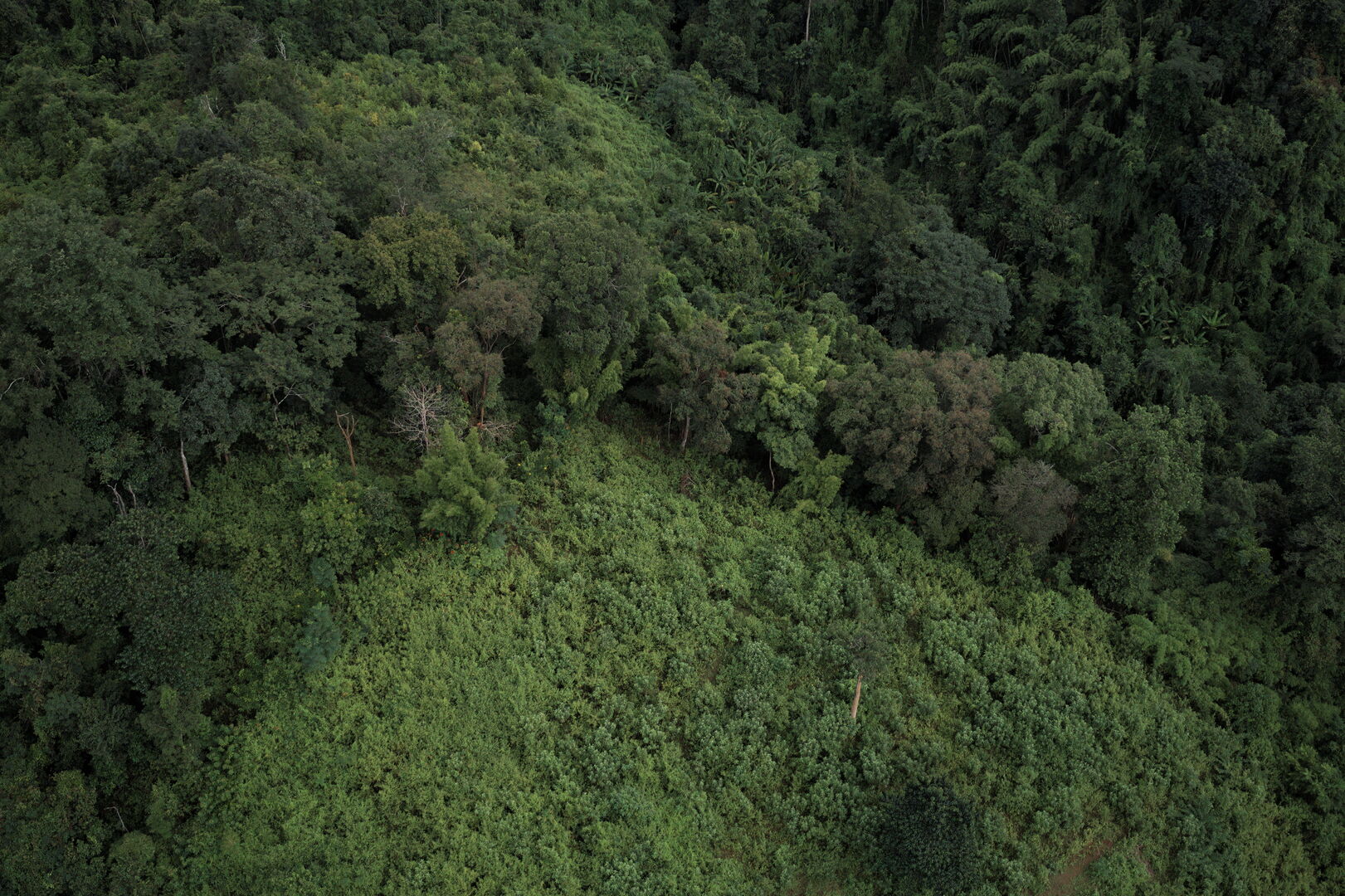 Research and mapping of tea terroirs in northern Thailand, view 5