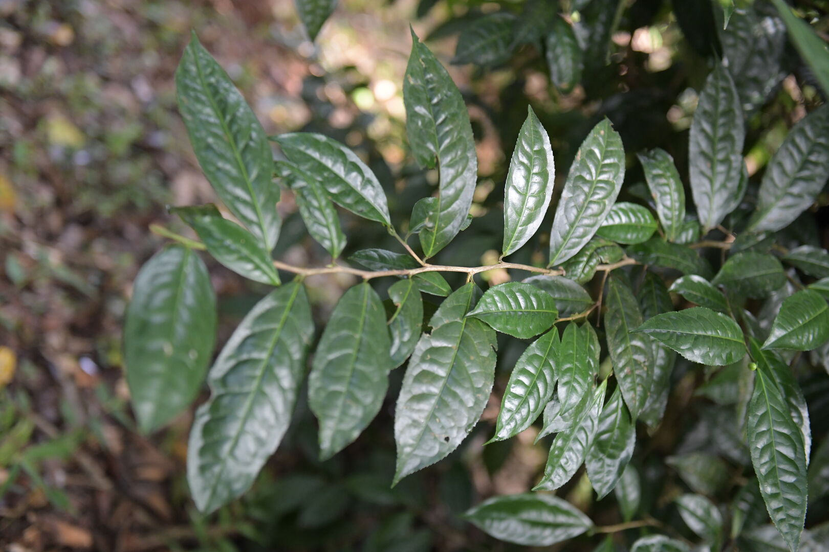 Research and mapping of tea terroirs in northern Thailand, view 7