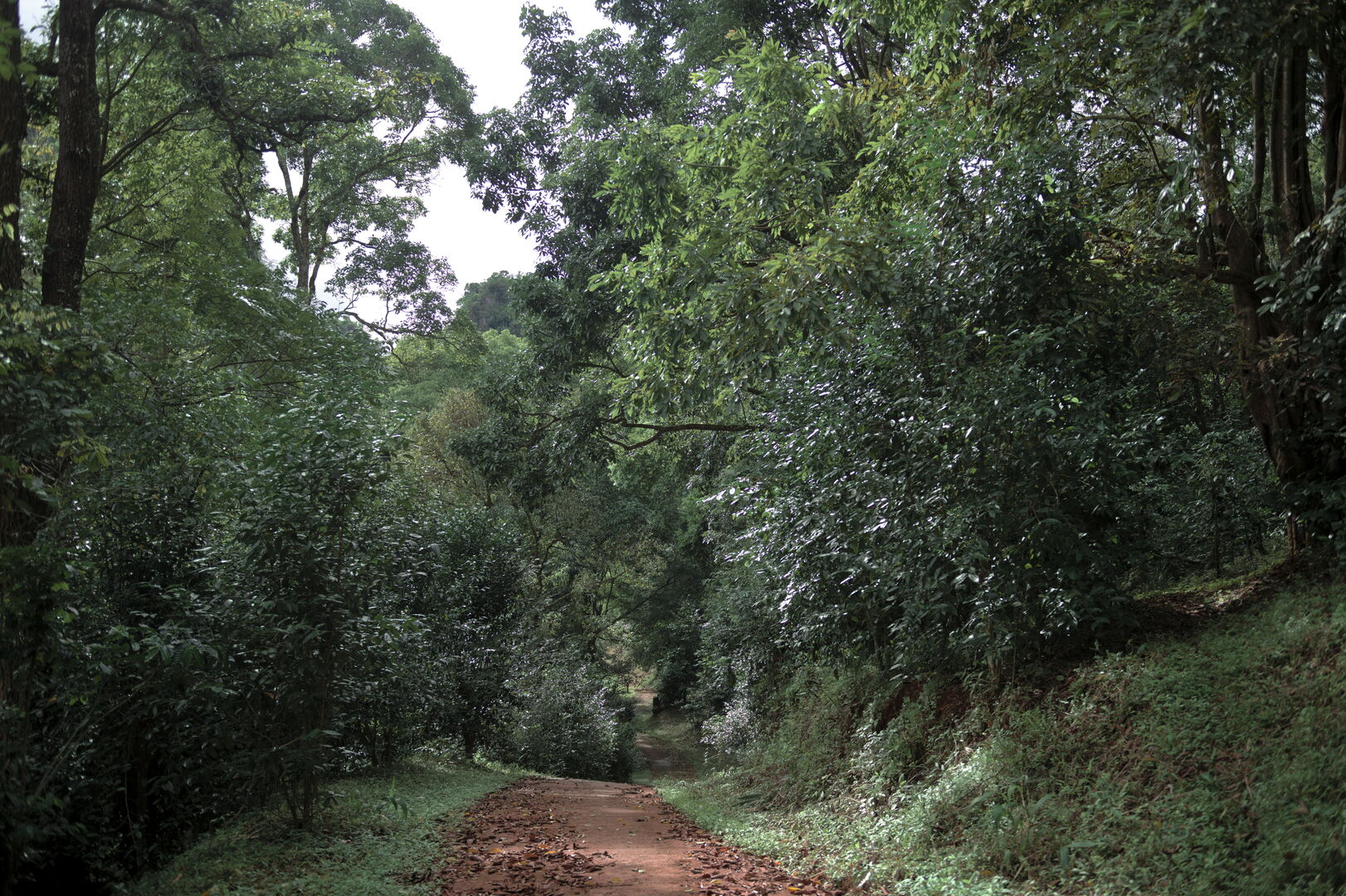 Research and mapping of tea terroirs in northern Thailand, view 8