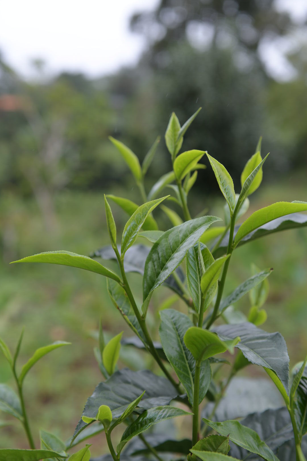 Research and mapping of tea terroirs in northern Thailand, view 9