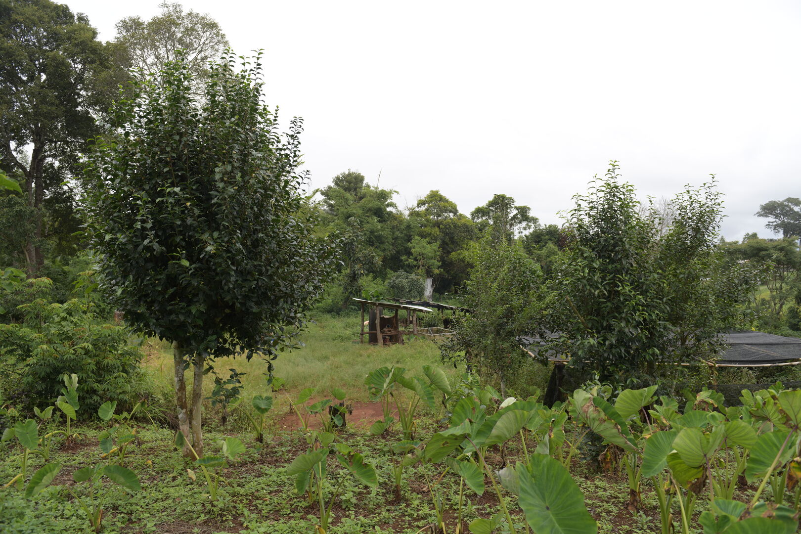 Research and mapping of tea terroirs in northern Thailand, view 10