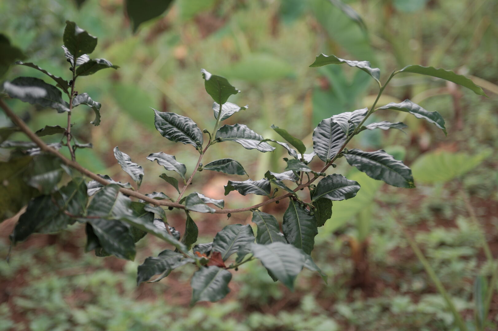 Research and mapping of tea terroirs in northern Thailand, view 11