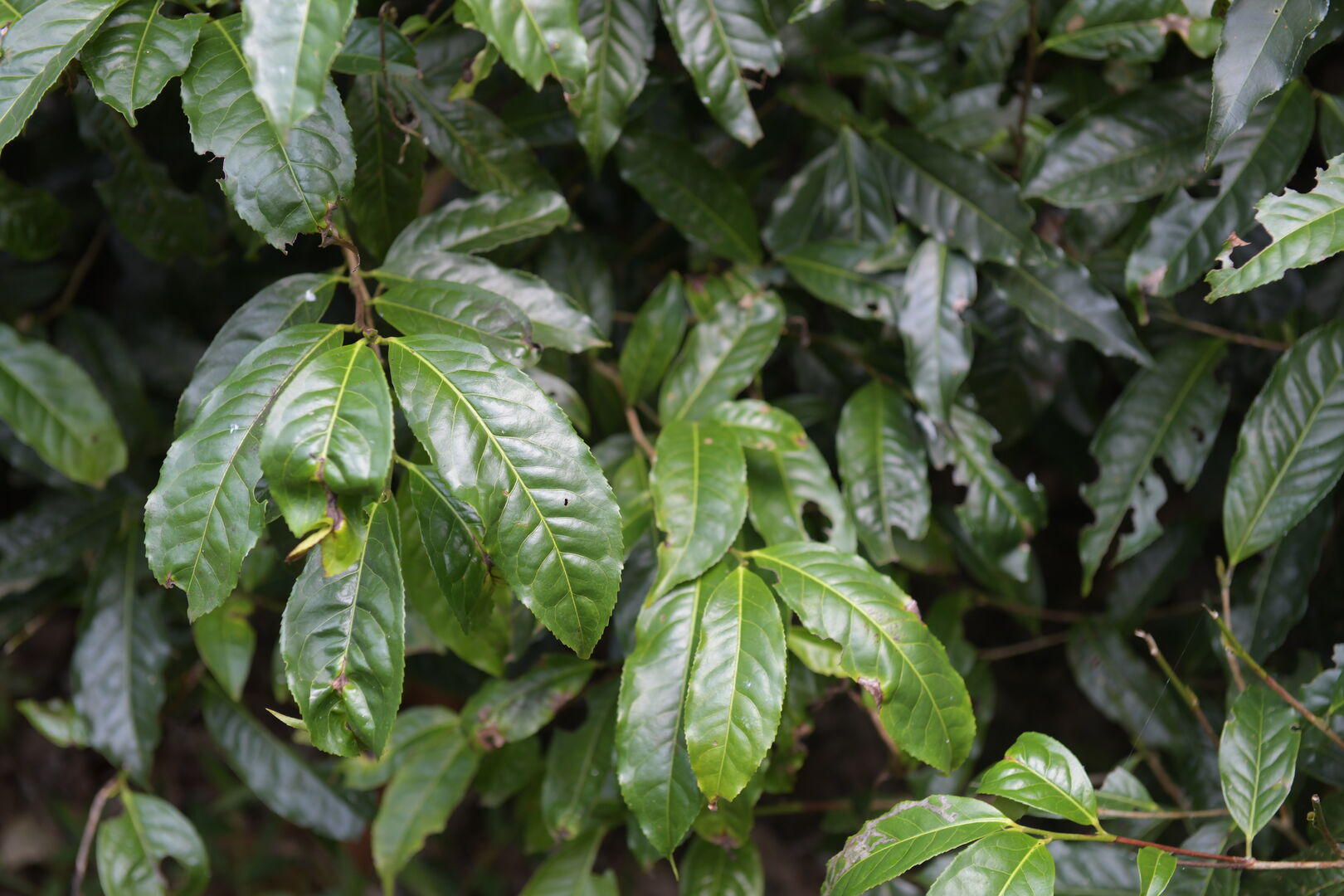 Research on the diversity of wild tea trees in northern Thailand, view 1