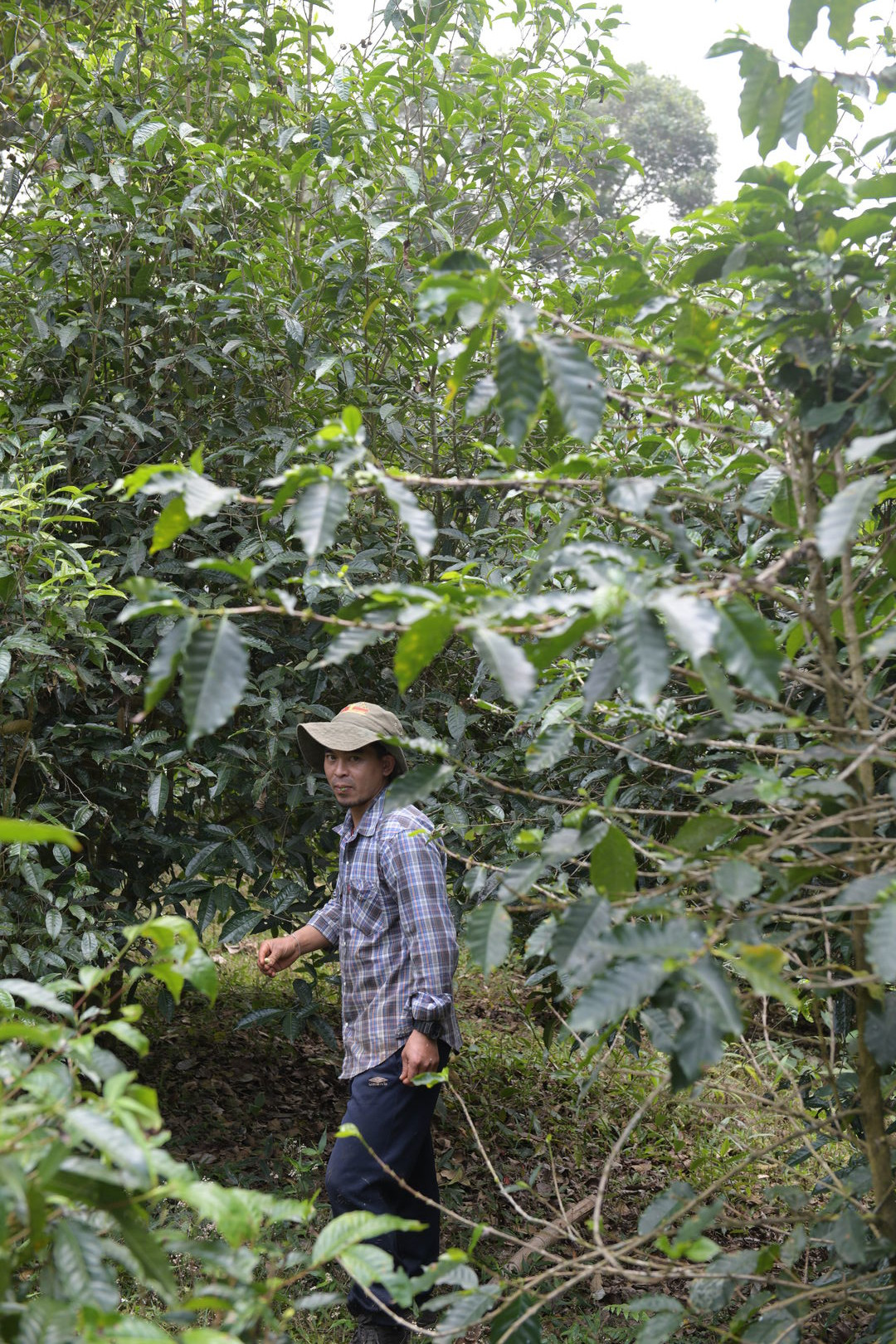 Research on the diversity of wild tea trees in northern Thailand, view 2