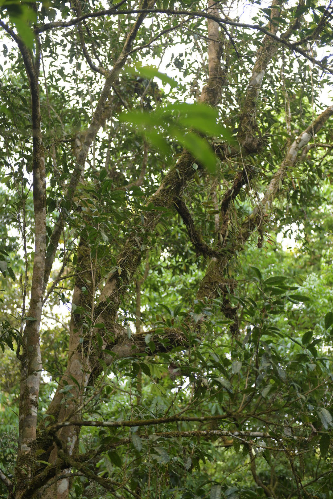 Research on the diversity of wild tea trees in northern Thailand, view 3