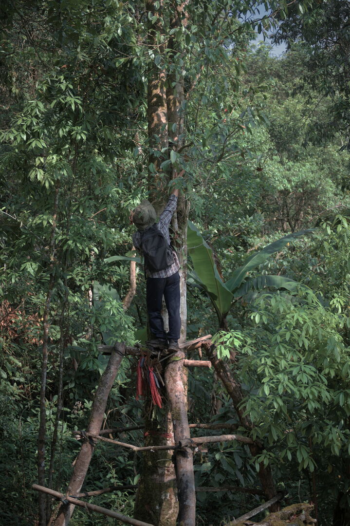Research on the diversity of wild tea trees in northern Thailand, view 4