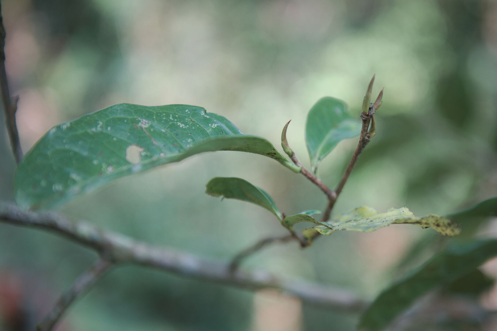 Research on the diversity of wild tea trees in northern Thailand, view 5
