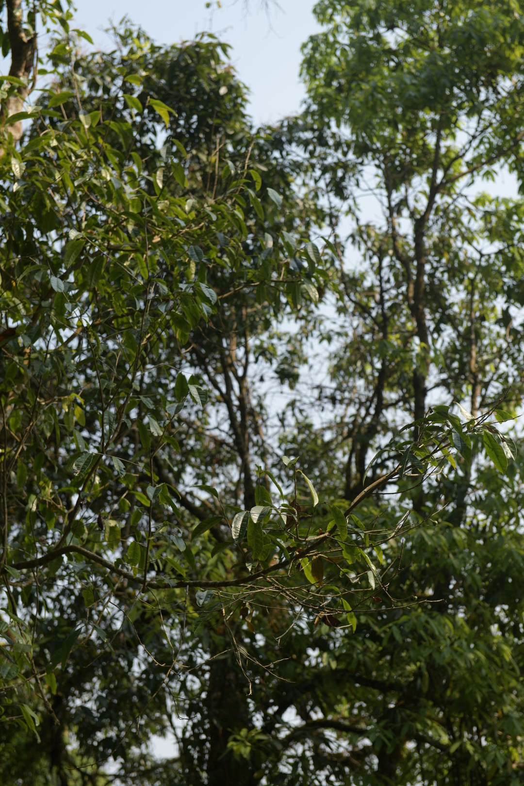 Research on the diversity of wild tea trees in northern Thailand, view 6