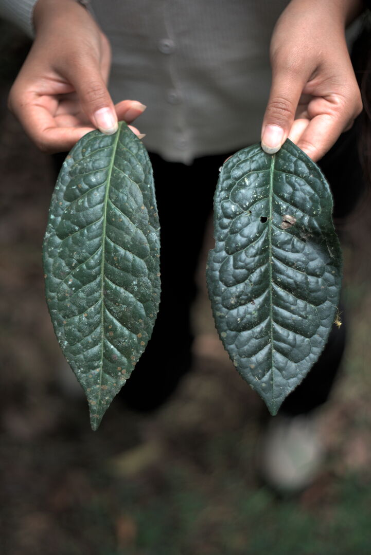 Field research on tea terroirs in northern Vietnam, view 1