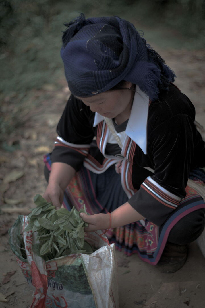 Field research on tea terroirs in northern Vietnam, view 2