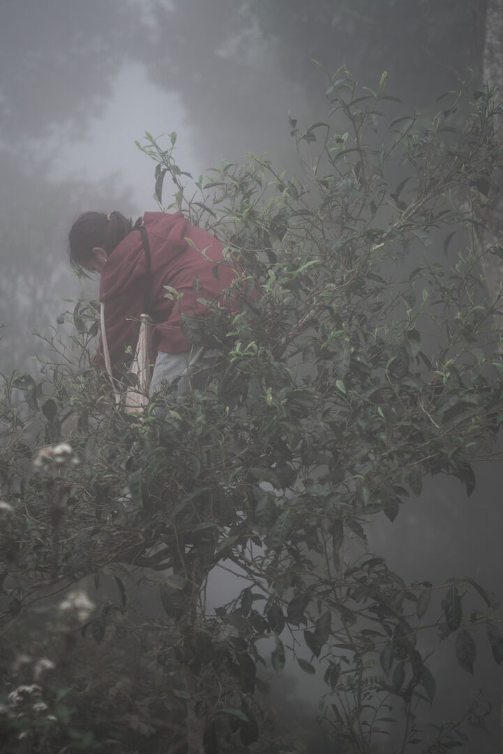 Field research on tea terroirs in northern Vietnam, view 3