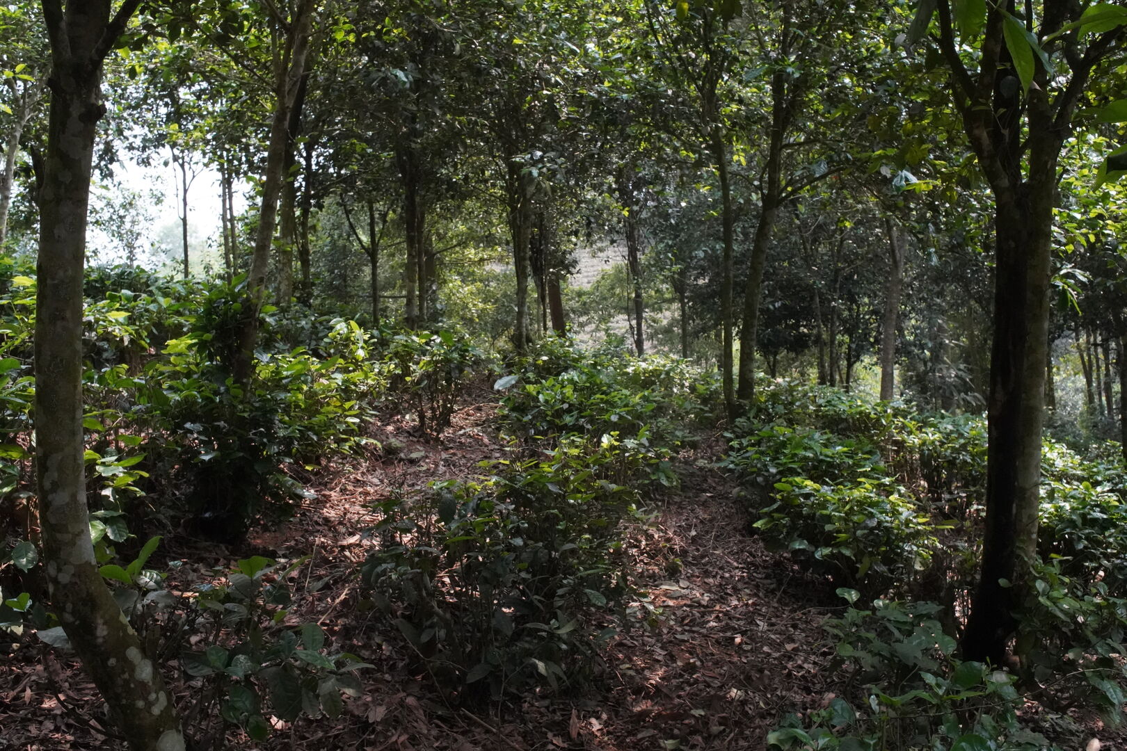 Field research on tea terroirs in northern Vietnam, view 6