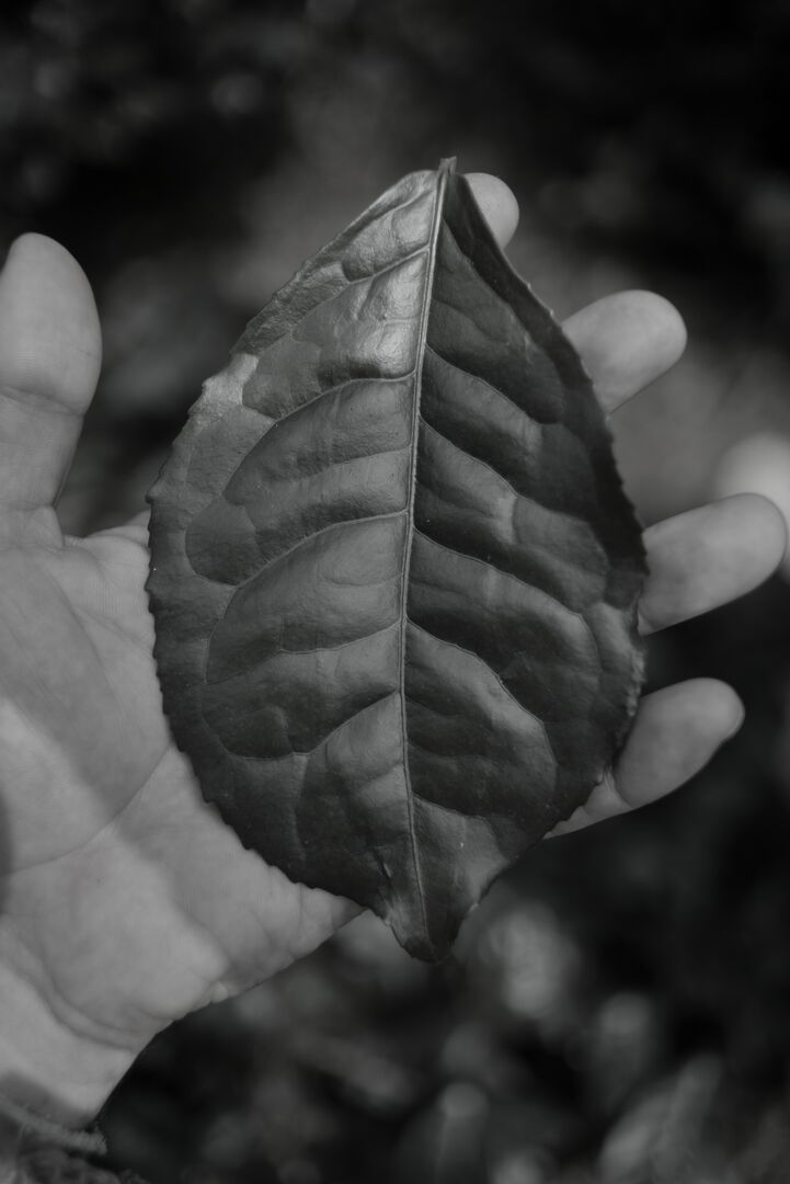 Field research on tea terroirs in northern Vietnam, view 7